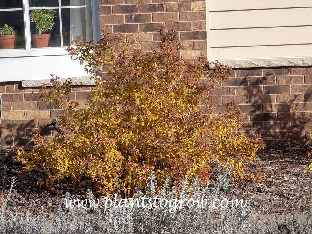Curly Leaf Spirea (Spiraea japonica)
November 2012